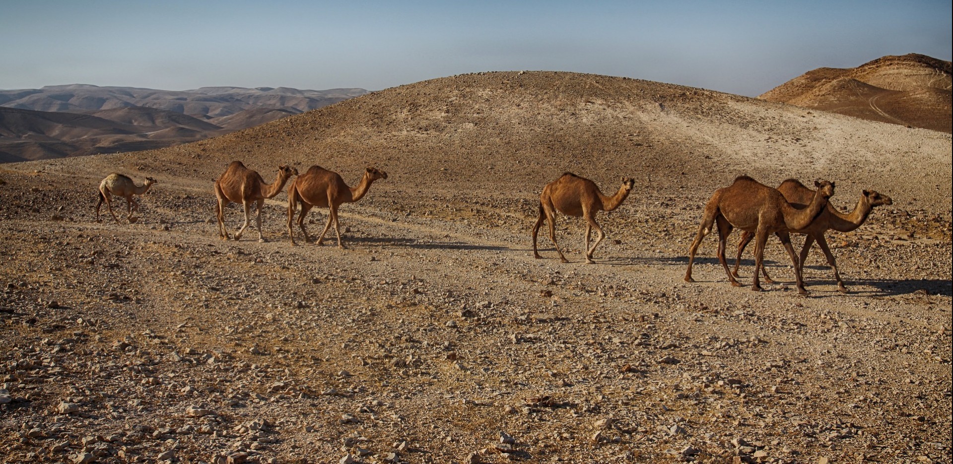 Camels - Dead Sea